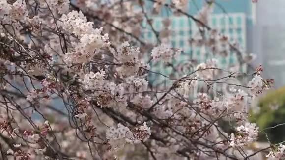 东京公园的雪瑞花日视频的预览图