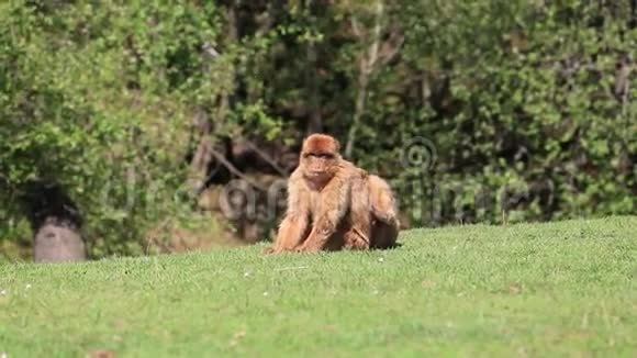 巴巴里猕猴视频的预览图