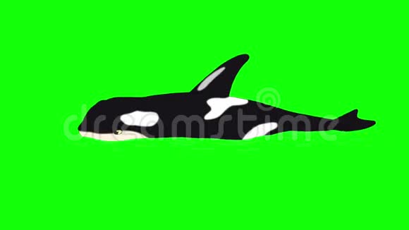 绿屏上隔离的水中的杀手鲸视频的预览图