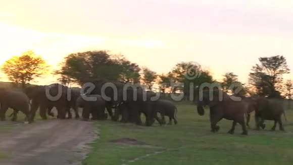 塞伦盖蒂的大象群视频的预览图