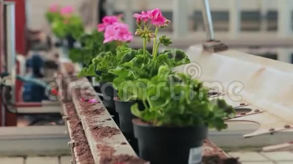 现代温室中的自动输送线种植花卉的现代温室视频的预览图