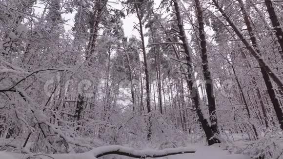 从一个分支冬季森林雪覆盖松林视频的预览图