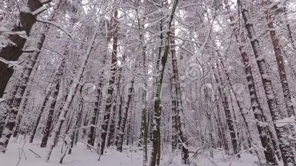 从一个分支冬季森林雪覆盖松林视频的预览图
