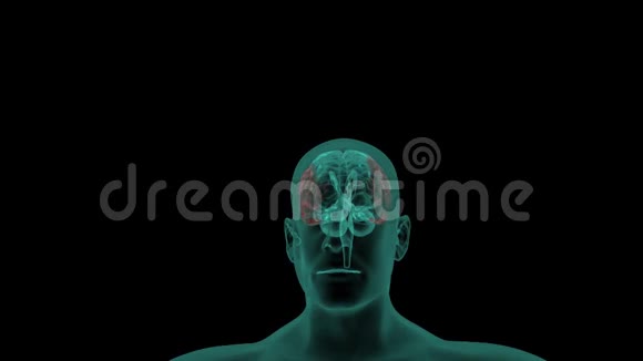 脑扫描旋转头的计算机动画视频的预览图