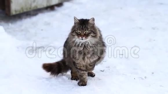 雪地上的猫视频的预览图