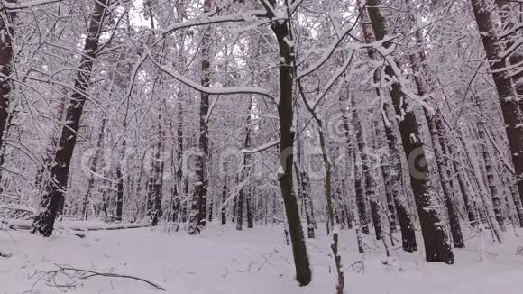 冬季森林中的雪瀑布视频的预览图
