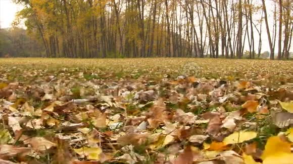 秋天的彩色落叶视频的预览图