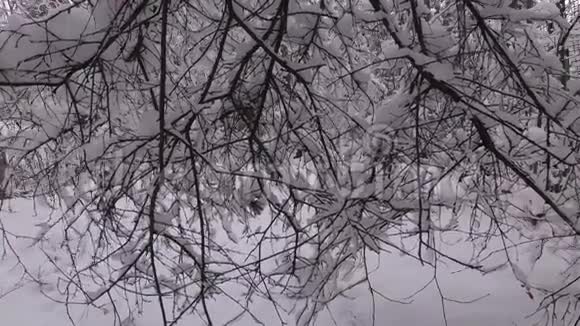 雪覆盖枝冬林视频的预览图