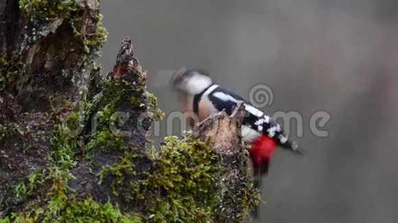 栖息在原木上的大斑点啄木鸟视频的预览图