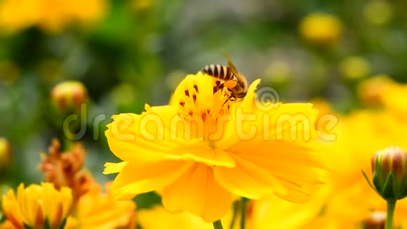 蜜蜂吃花粉视频的预览图