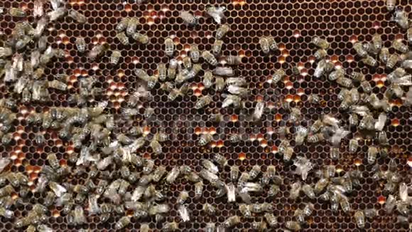 蜜蜂在研究蜂蜜细胞视频的预览图