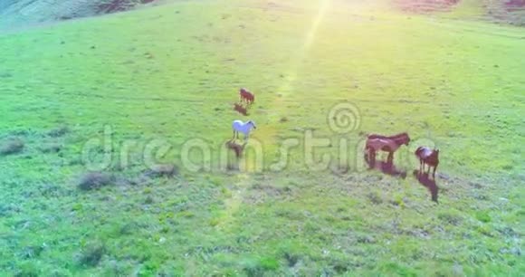 低空轨道飞行飞越野生马群完美的绿色田园视频的预览图
