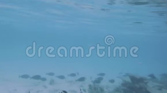 华丽的水下世界观偷东西马尔代夫印度洋视频的预览图