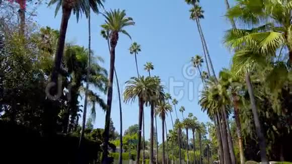 比佛利山棕榈树旅行摄影视频的预览图