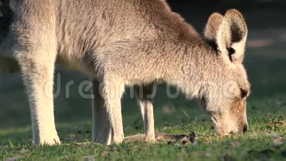 白天在外面的澳大利亚袋鼠视频的预览图