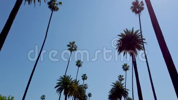 比佛利山棕榈树旅行摄影视频的预览图