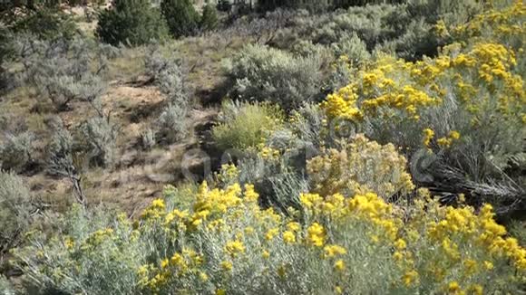 布莱斯峡谷国家公园的场景视频的预览图