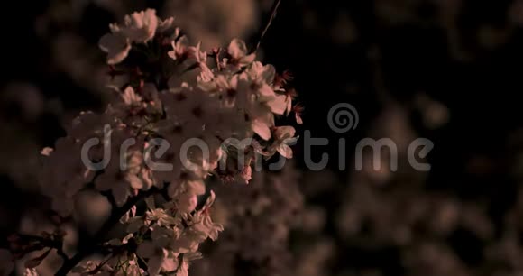 东京公园的樱花夜间特写视频的预览图
