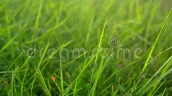 草的自然夏天视频的预览图