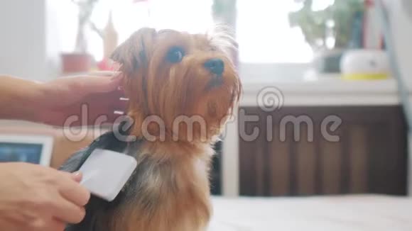 女人在刷牙狗搞笑视频女孩梳理生活方式有点毛茸茸的狗宠物护理使用梳子的女人视频的预览图