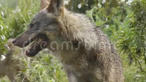伊比利亚狼视频的预览图