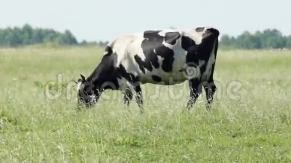 夏日在草地上放牧的牛视频的预览图