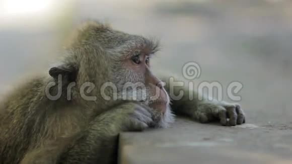 猴子在巴厘岛乌卢瓦图神庙思考视频的预览图