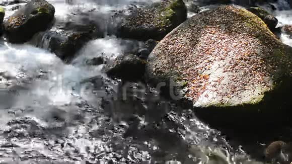 小溪流淌视频的预览图