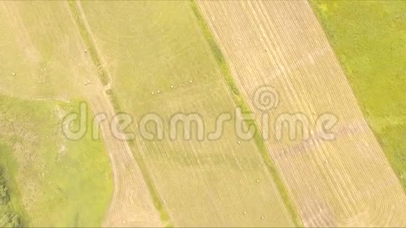 在绿野上空飞行视频的预览图