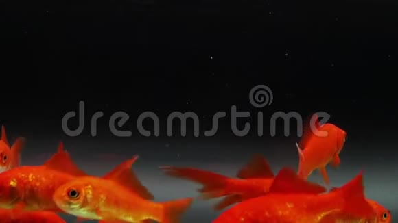 红鱼淡水黑色背景视频的预览图