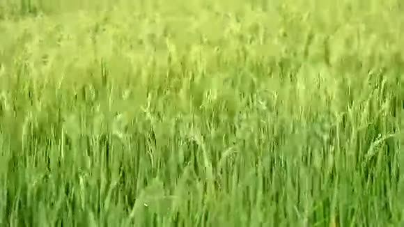 稻田视频的预览图