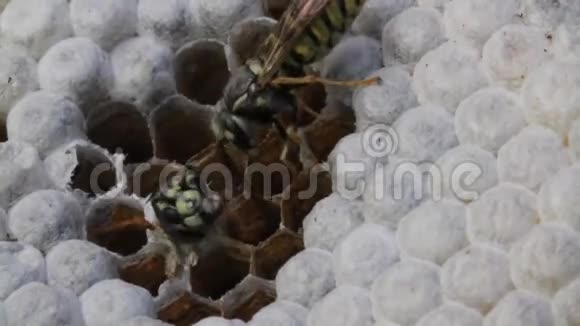在一个黄蜂巢内呈现六角形结构和卵视频的预览图