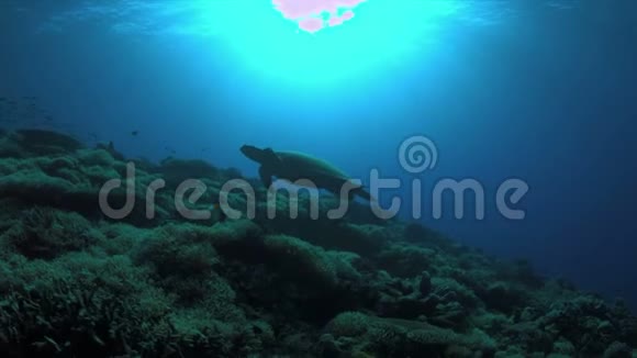 龟游过珊瑚礁4K视频的预览图