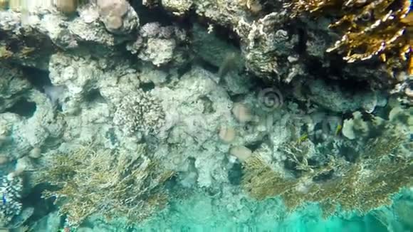 潜入珊瑚礁视频的预览图