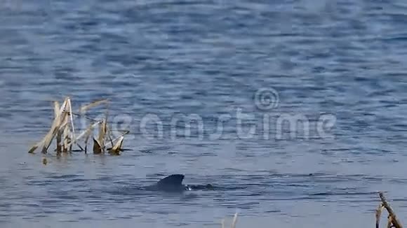 在湖中自然条件下鸟黑色野鸭漂浮在水面上视频的预览图