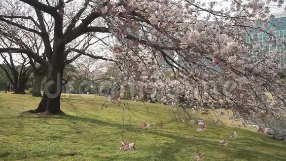 东京公园的雪瑞花日视频的预览图