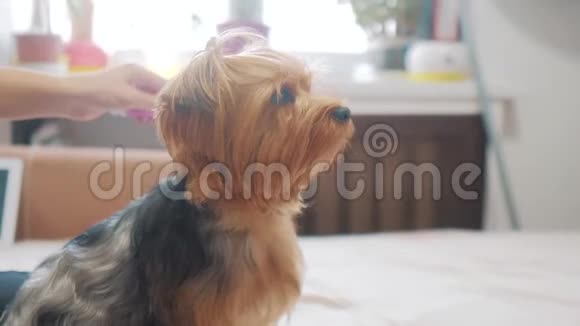 女人在刷牙狗搞笑视频生活方式女孩梳一点毛茸茸的狗宠物护理使用梳子的女人视频的预览图