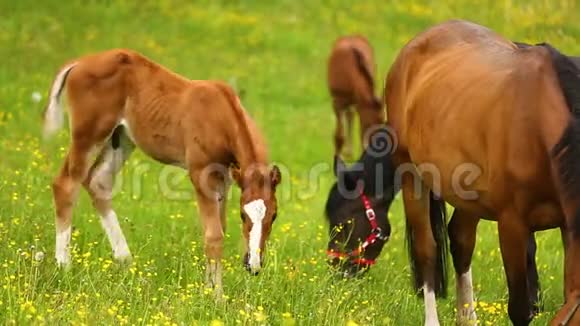 草地上可爱的马视频的预览图