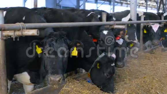 奶牛在现代农场视频的预览图