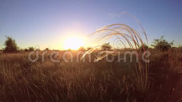 美丽的日落与斯蒂帕植物视频的预览图