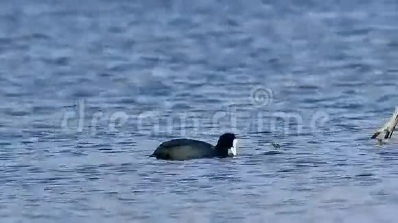 湖中自然条件下的鸟黑野鸭漂浮在水面上视频的预览图