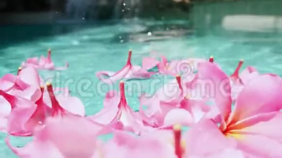 热带花卉frangipani梅花莱拉瓦德漂浮在水中水疗池平静与安宁视频的预览图