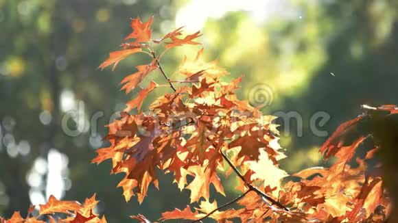 秋天的橙色橡树叶子视频的预览图