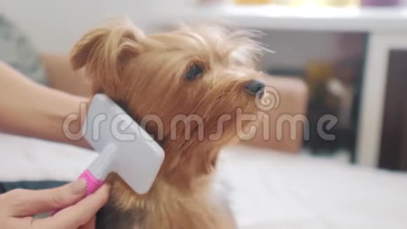 女人刷她的狗生活方式狗搞笑视频女孩梳一点毛茸茸的狗宠物护理使用梳子的女人视频的预览图