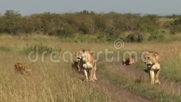 马拉平原的狮子视频的预览图