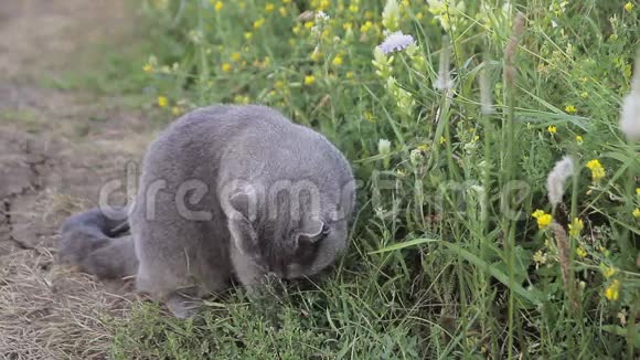 英国猫在绿草中视频的预览图