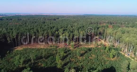 砍伐老松林砍伐鸟瞰图工业规模的砍伐森林砍伐森林视频的预览图