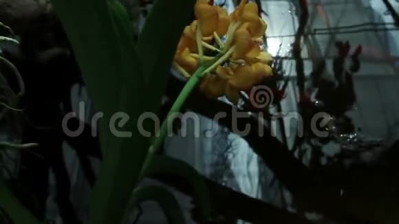 黄色的兰花视频的预览图