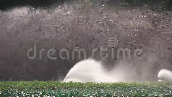 灌溉蔬菜种植洒水车灌溉蔬菜作物视频的预览图