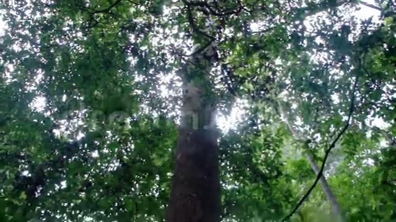 巨大热带树的树干巴拉望岛视频的预览图